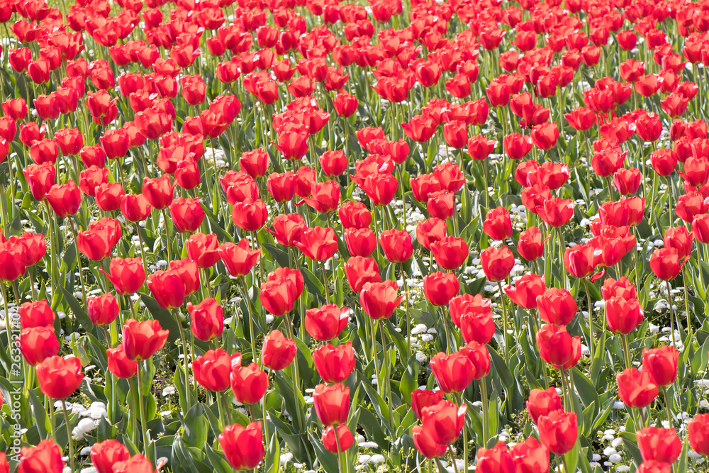 Field of red tulip flowers in spring