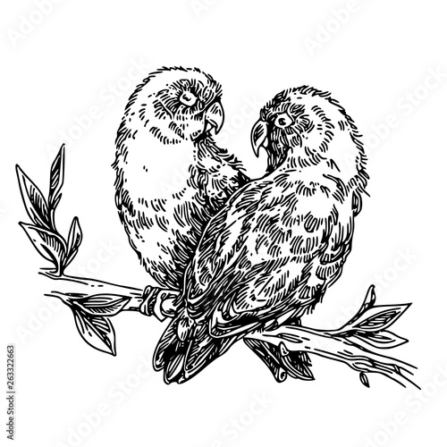 Two lovebirds sitting on branch. Sketch. Engraving style. Vector illustration.