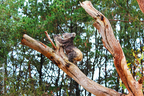 Canvas Print Streckender Koala