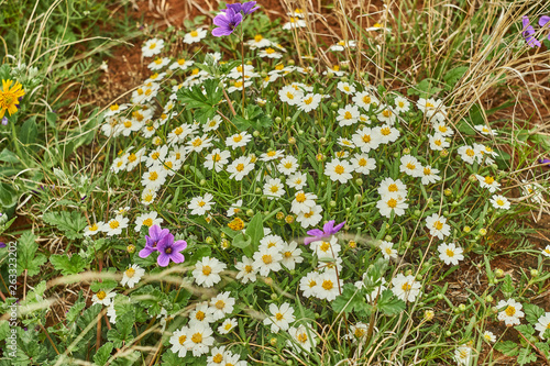 White Blackfoot daisy, Texas Wildflower mixed with Texas Stork's Bill
