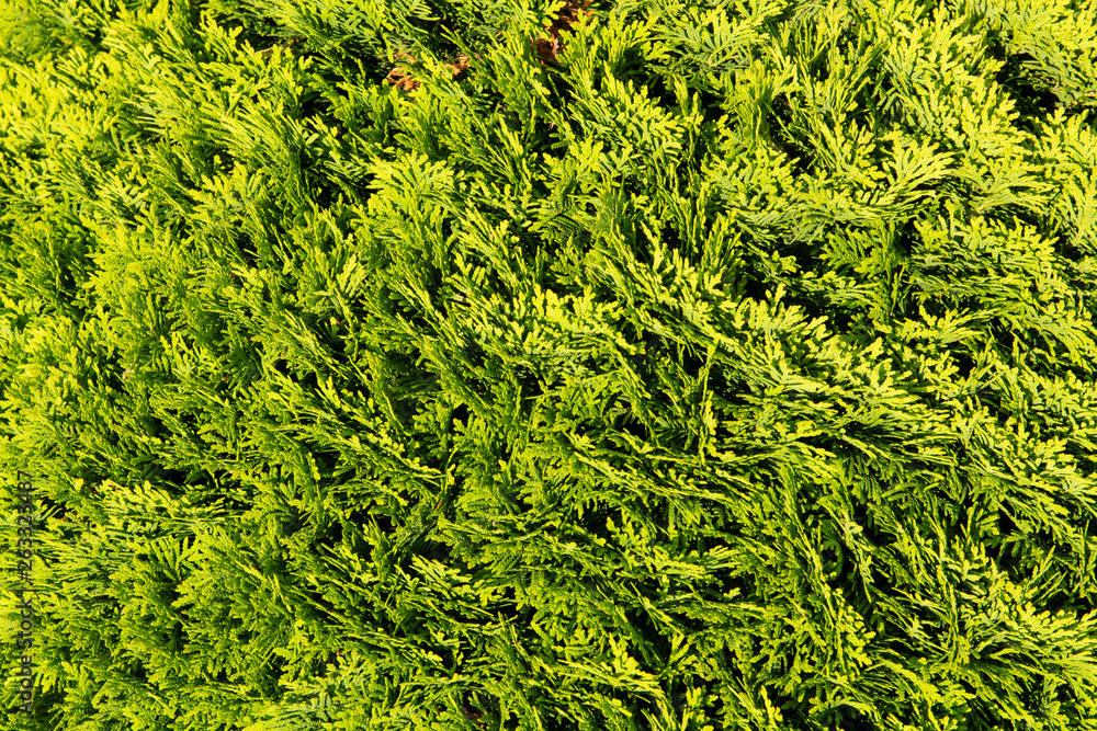 Evergreen Tree Branches Evergreen Tree Branches