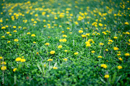 Close up of green field with yellow dandelions. Spring flowers background. Soft focus.