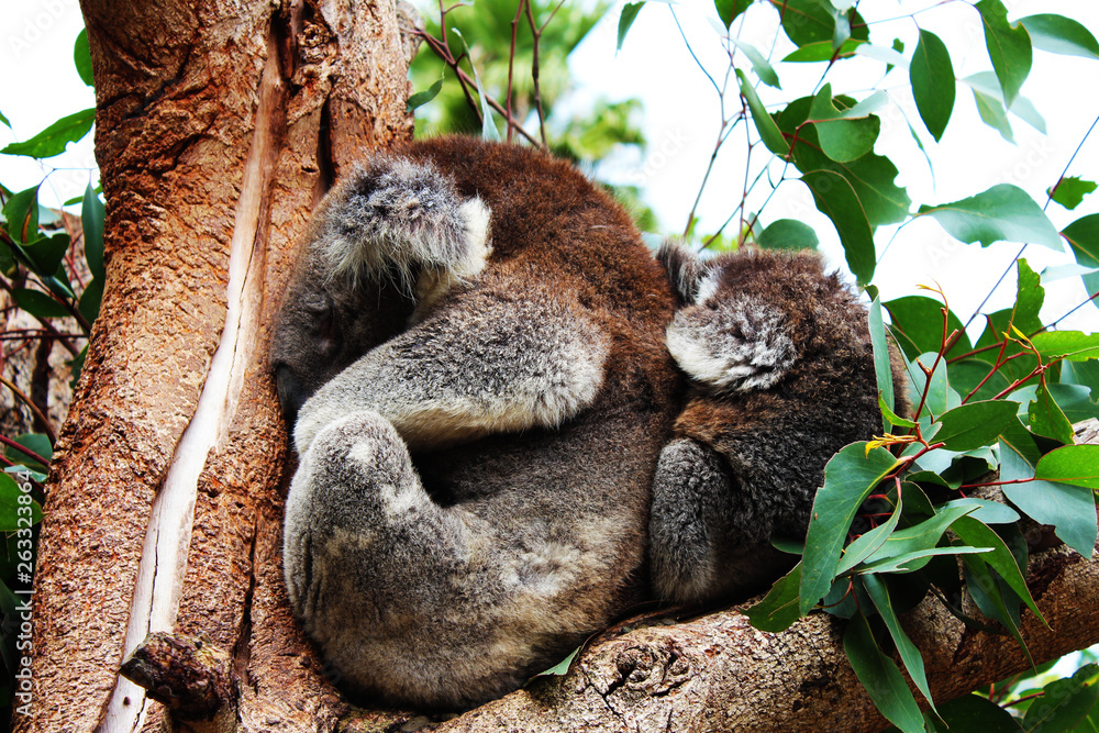 Fototapeta premium Koala Umarmung