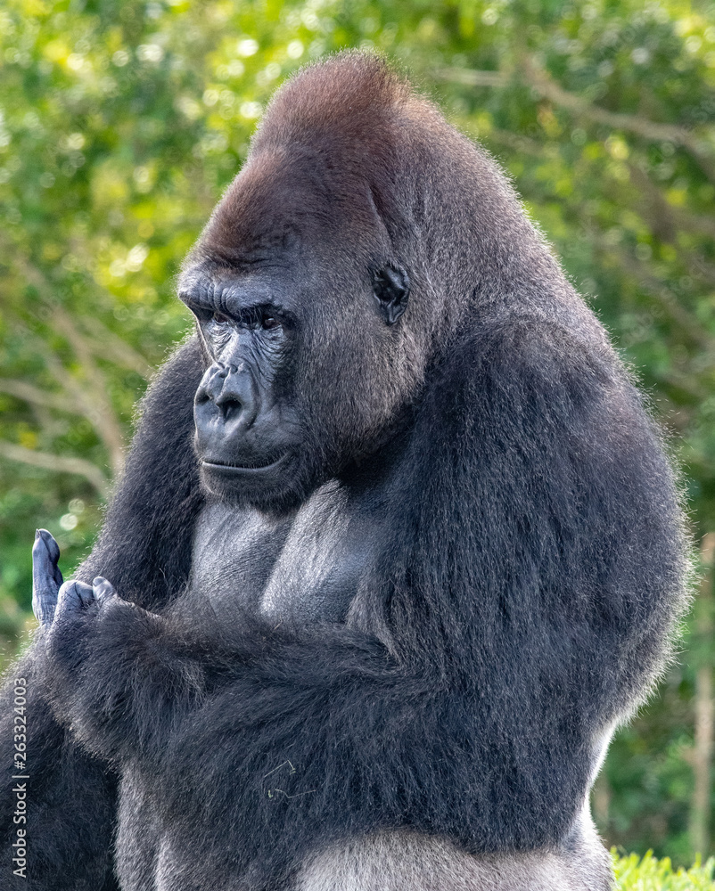 Obraz premium Gorilla Giving the Finger