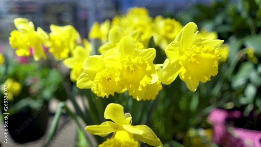 Slow motion of flowers blowing in the wind Slow motion of flowers blowing in the wind