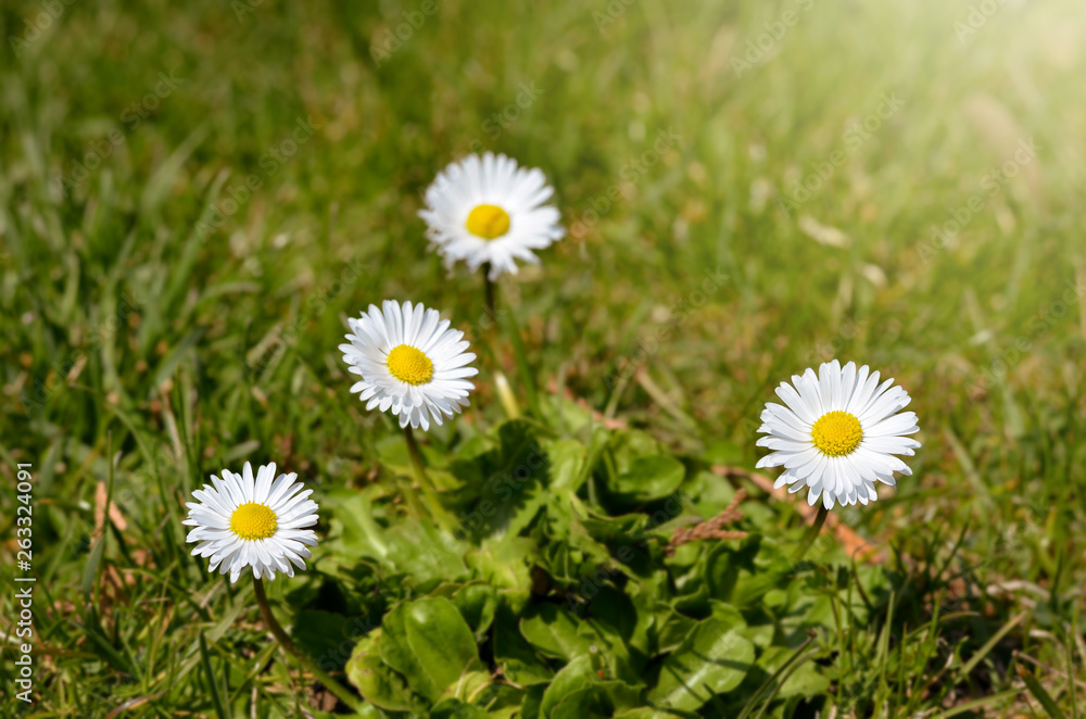 Daisy Flowers during spring on a grass field in park . Warm vintage filter Daisy Flowers during spring on a grass field in park . Warm vintage filter