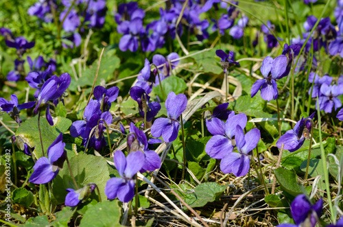 Close-up of  Garden violet during spring in  park .