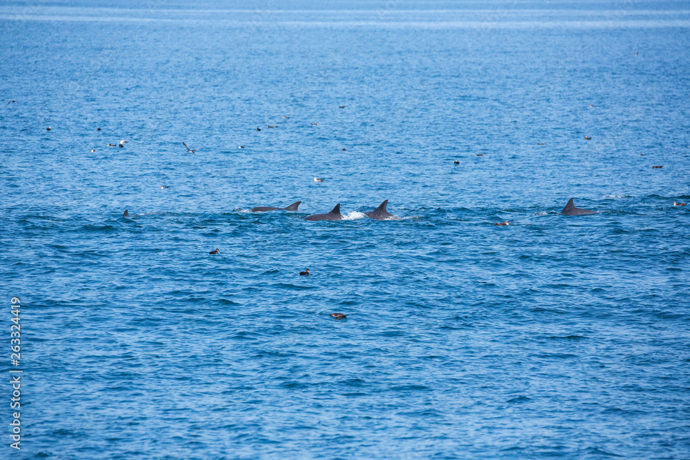 Pod of dolphins jump and play in wakes while fishing Pod of dolphins jump and play in wakes while fishing