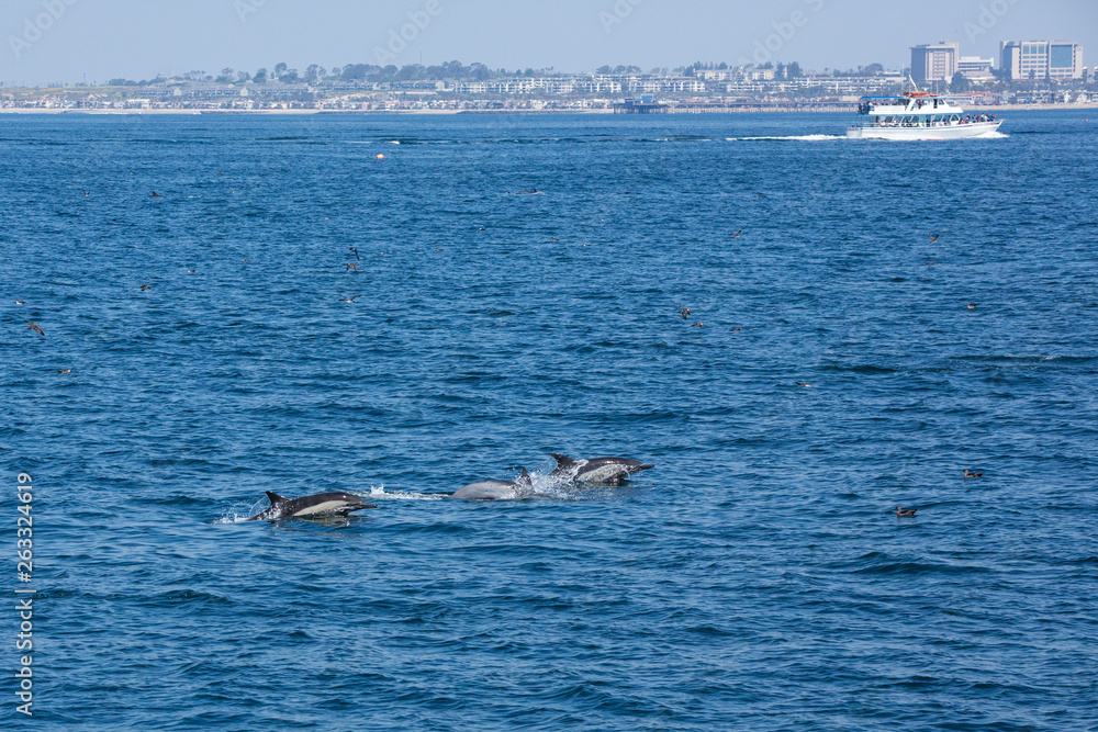 Obraz premium Strąk z delfinami skacze i bawi się na jawie podczas łowienia