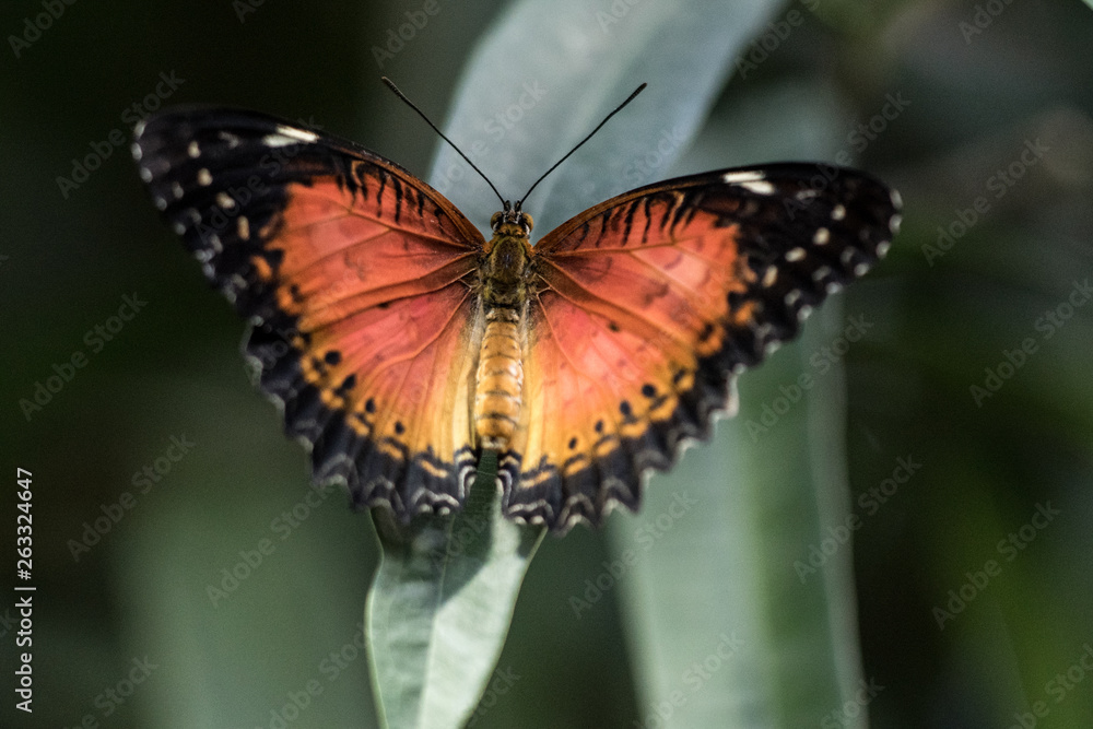 Naklejka premium Schmetterling bunt