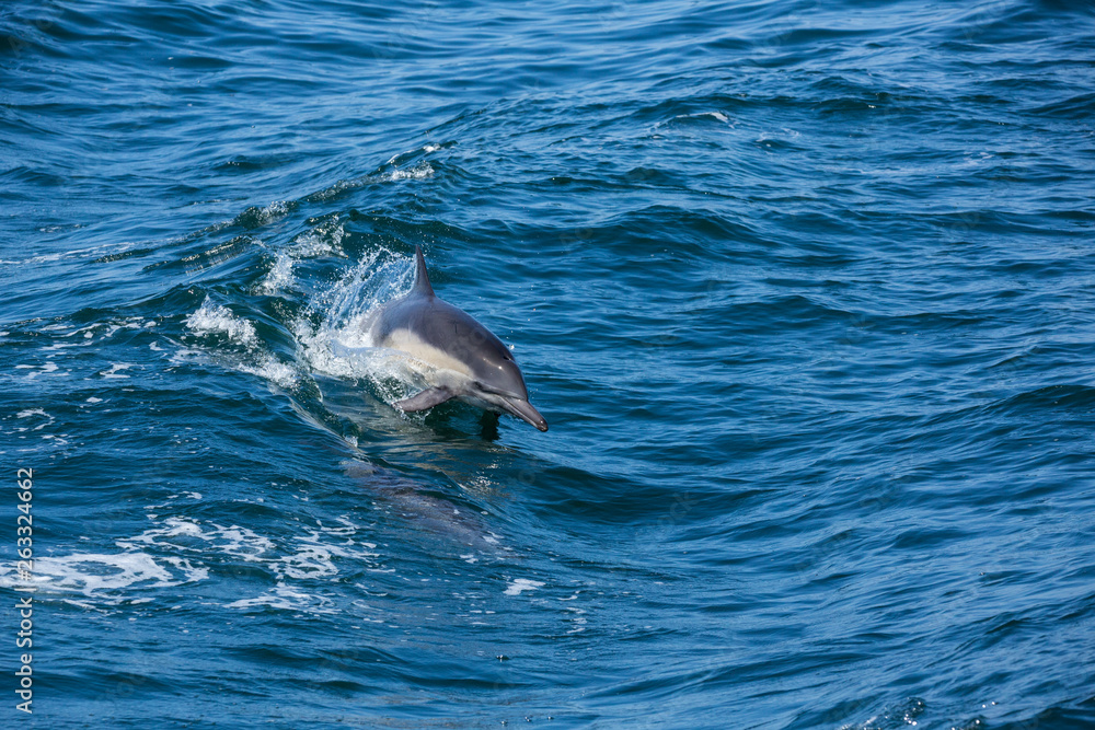 Fototapeta premium Dolphins jump and play in the wake of a boat