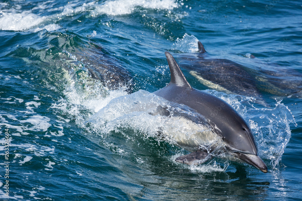 Fototapeta premium Dolphins jump and play in the wake of a boat