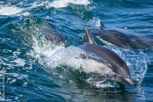 Dolphins jump and play in the wake of a boat