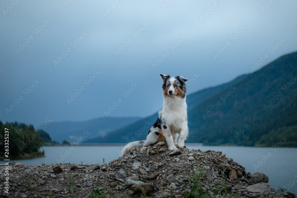 Australian Shepherd in nature by the lake. Traveling with a dog in the mountains. Pet Adventure in Italy