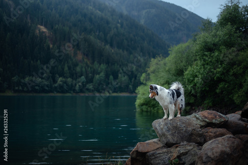 Australian Shepherd standing on a rock on a background of mountains. Dog travel Pet in nature