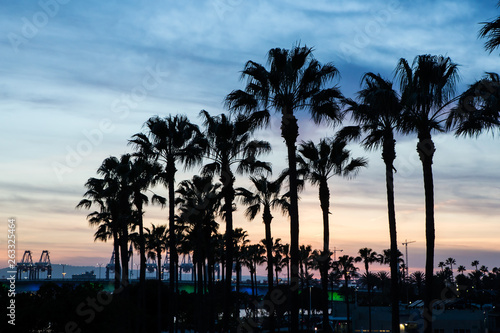 Silhouette palm trees on the beach at sunset © ecummings00