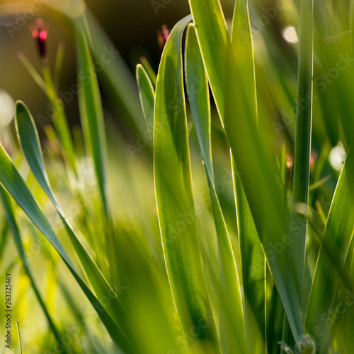 Konstfotografi Detailaufnahme von grünen Blättern der Tulpe