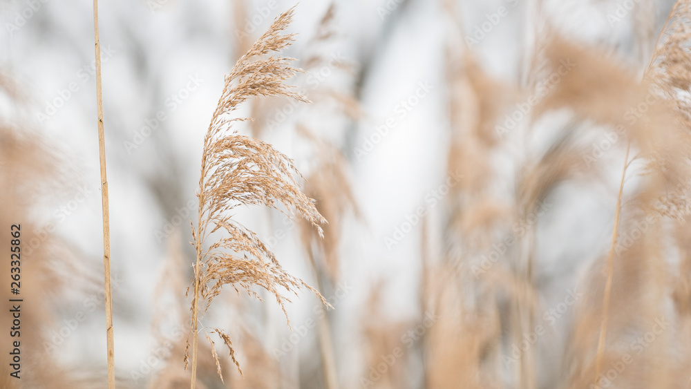 Fototapeta premium Schilf Pflanze vor weissem Hintergrund