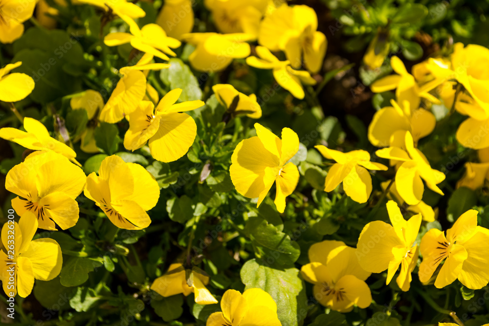 Obraz premium yellow Oenothera fruticosa flowers, narrow-leaved sundrops