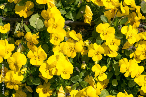 yellow Oenothera fruticosa flowers,  narrow-leaved sundrops photo