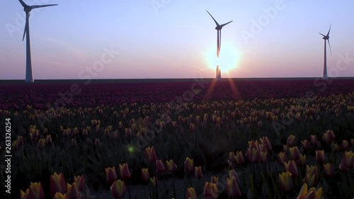 Timelaps of Tulips fields on sunset with windmils in the Netherlands  photo