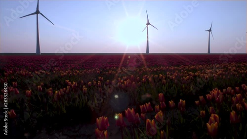 Tulips fields on sunset with windmils in the Netherlands  photo