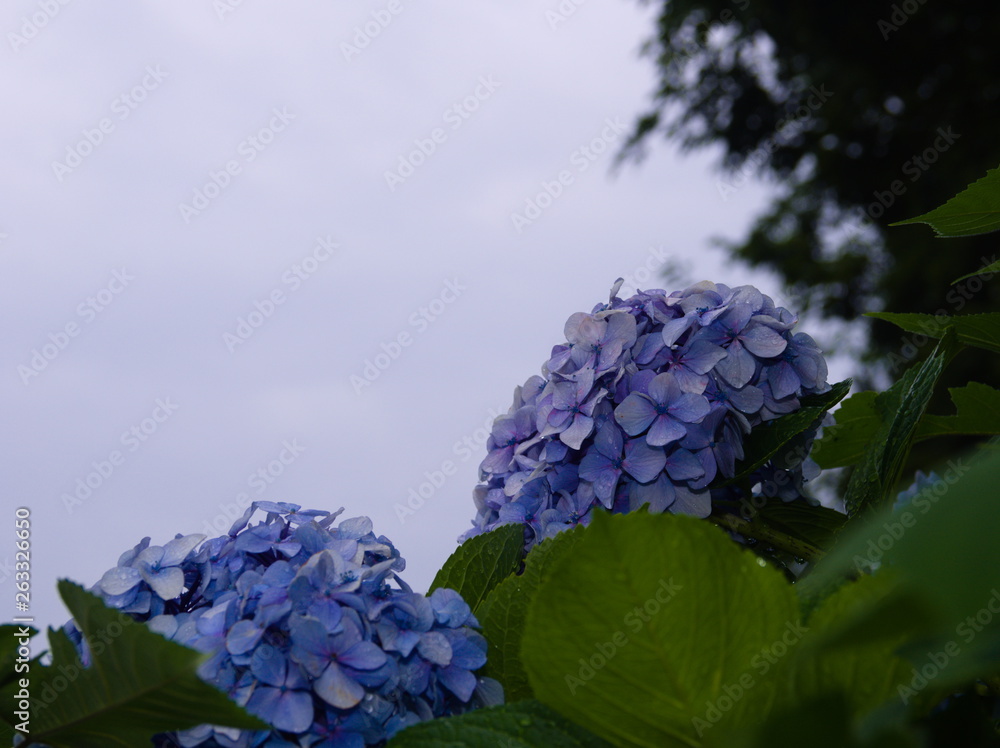 grapes on the vine