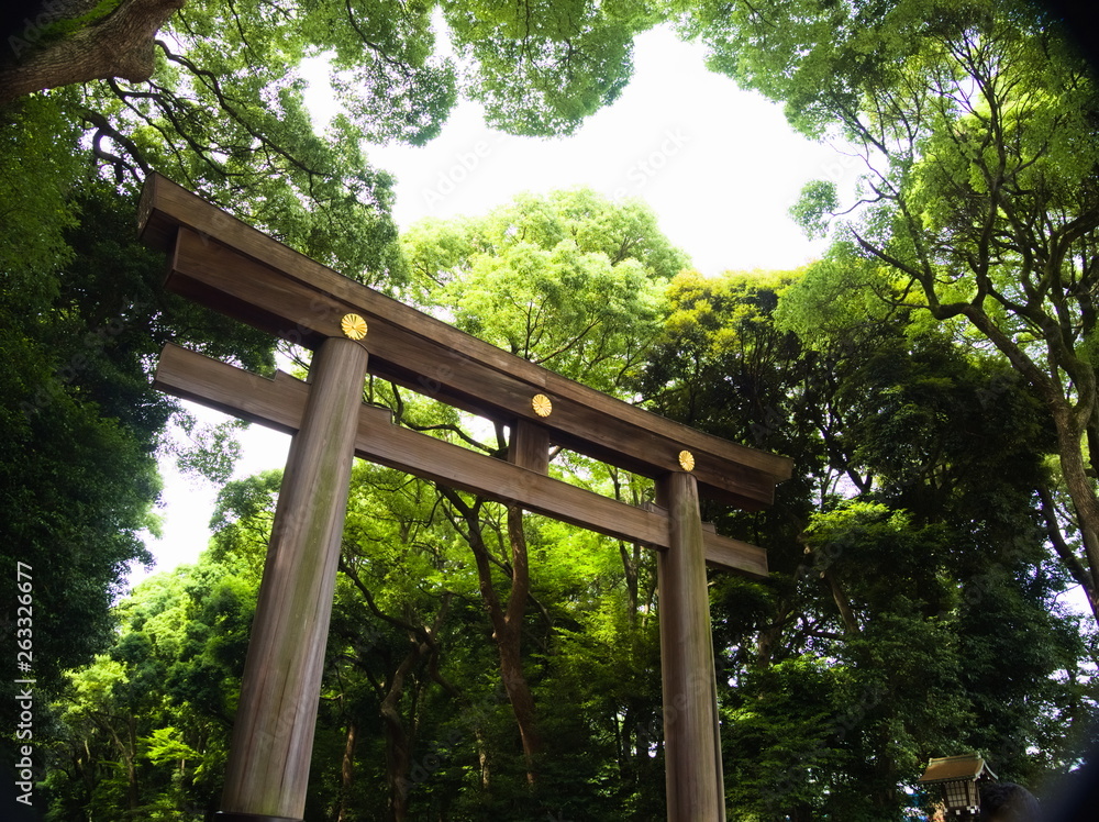 bridge in the forest