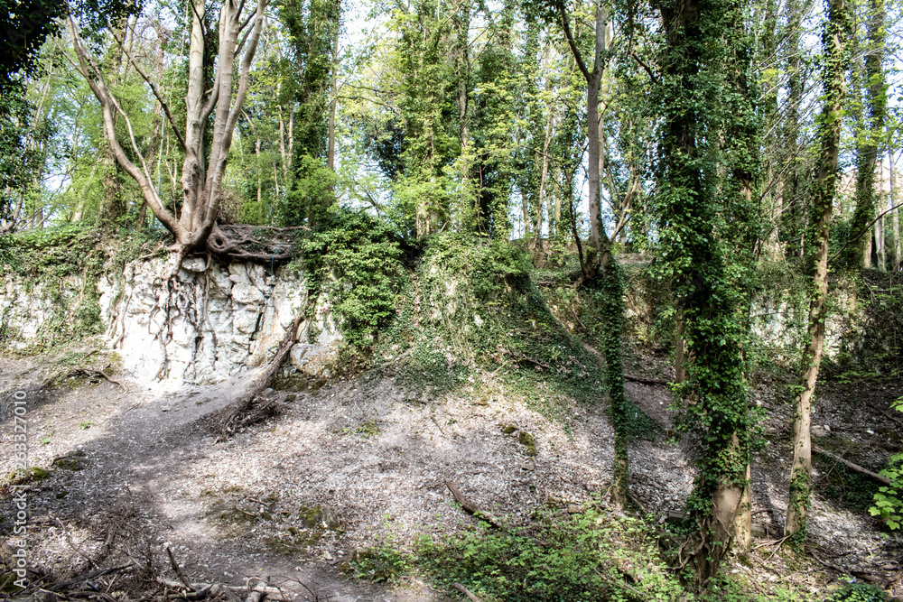 Precarious woodland Precarious woodland