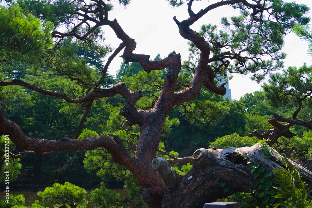 tree in forest