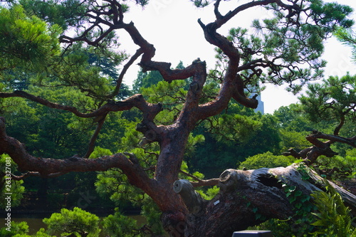 Obraz na płótnie tree in forest w salonie