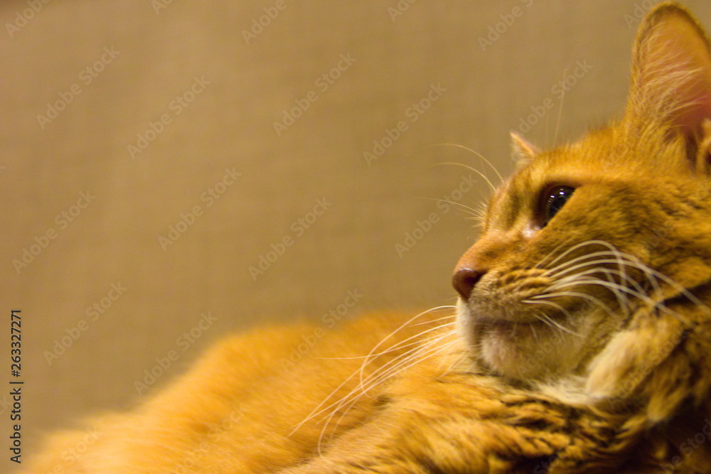cat with eyes