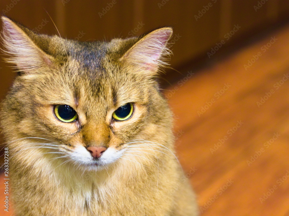 portrait of cat with eyes on blue background