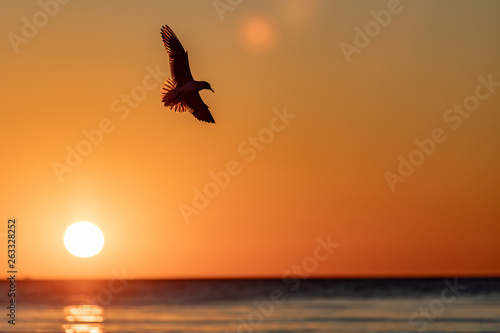 Seagull flying at sun set time