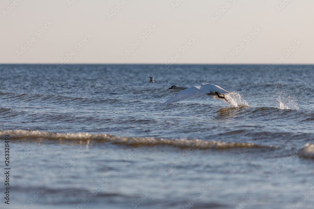 Fototapeta premium swan on the beach
