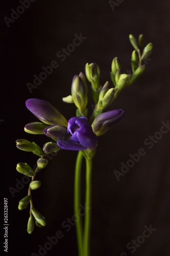 Beautiful flowers - purple freesia buds