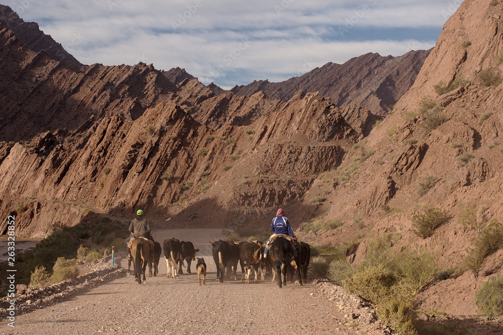 La Rioja, Argentina - 2018: Men on horses and cows on route 76, with mountains in the background.