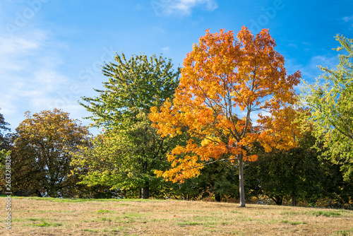 Beautiful Orange Maple Tree in a Park on a Clear Autumn Day