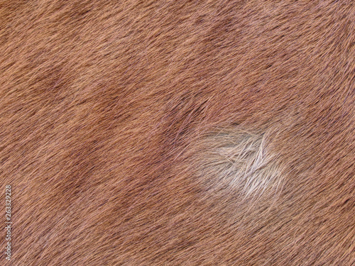 The closeup of the fur of horse. Warm fur © rdonar