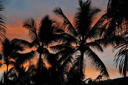 palm trees sunset