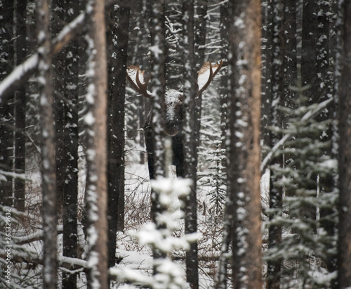 Bull moose in the wild