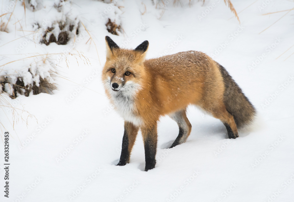 Red fox in the snow Red fox in the snow