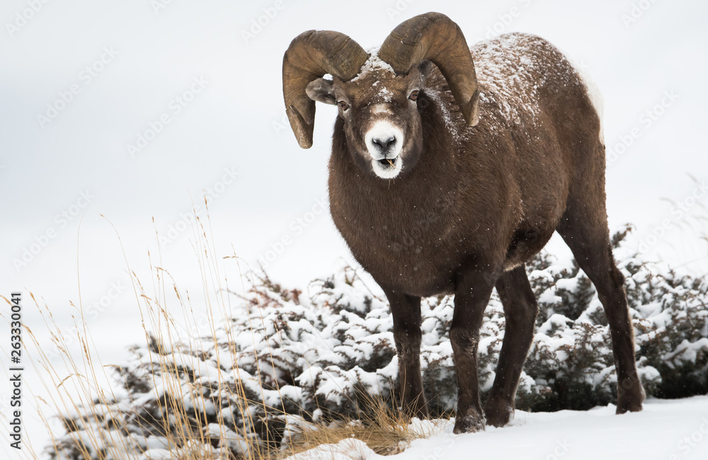 Fototapeta premium Bighorn ram in the snow