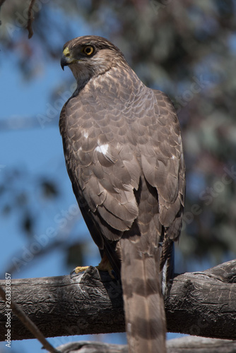 Cooper's hawk