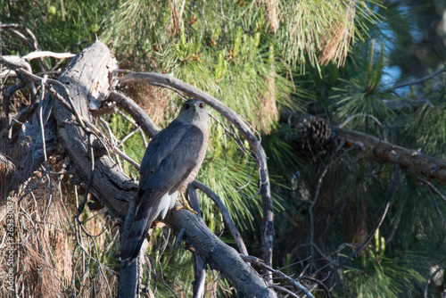 Cooper's hawk