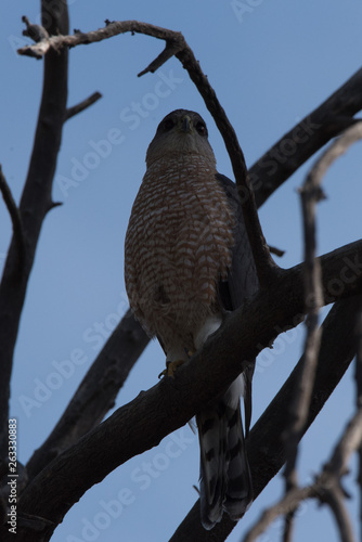 Cooper's hawk