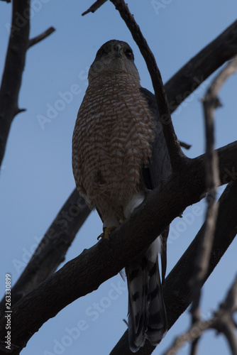 Cooper's hawk