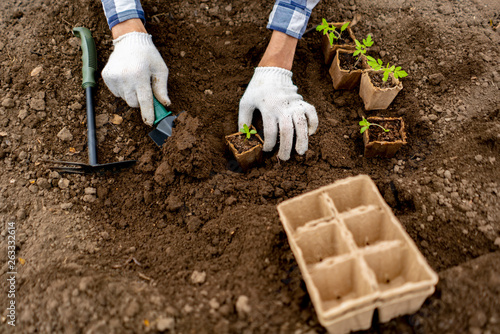 top view of a gardender plant small sapling in the soil b photo