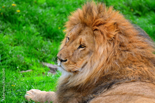 Male lion laying on a fresh grass