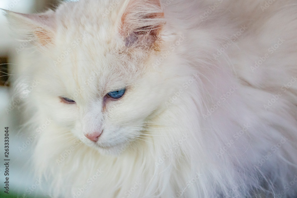 Amazing blue eyed turkish van cat
